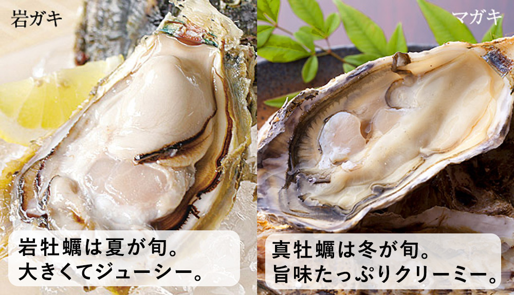 岩牡蠣と真牡蠣の違いって何？