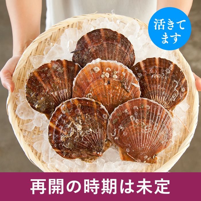 三陸産殻付活ホタテ｜魚介類の通販 販売【山内鮮魚店】