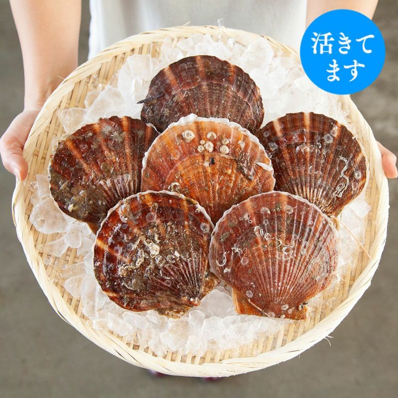 三陸産殻付活ホタテ｜魚介類の通販 販売【山内鮮魚店】