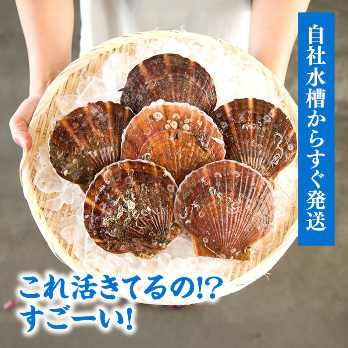 三陸産 殻付き活ホタテ