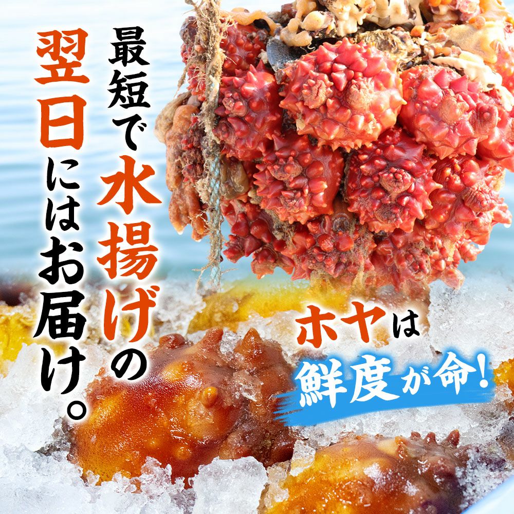 三陸産 殻付生ほや ｜ホヤの通販なら山内鮮魚店
