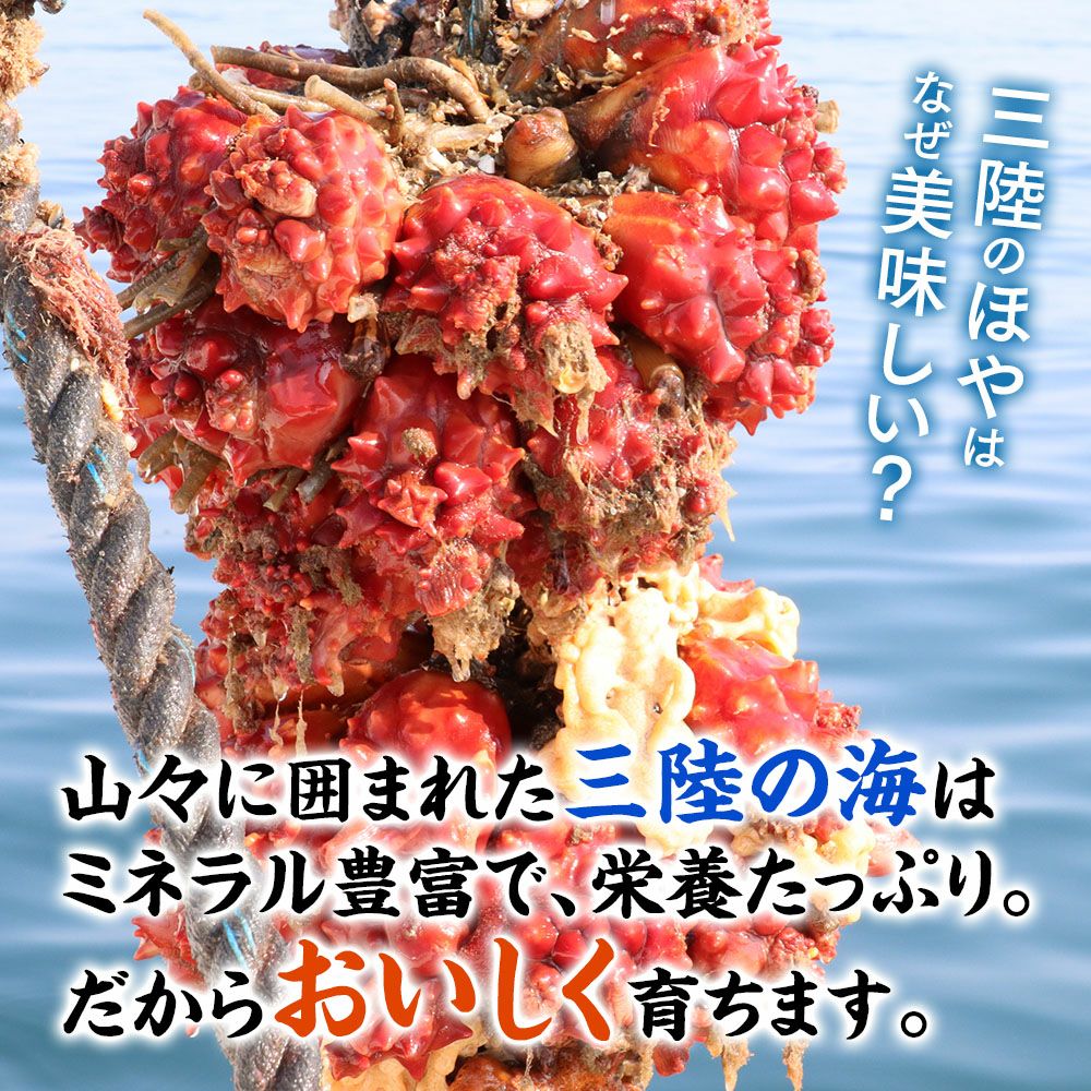三陸産　殻付き生ホヤ
