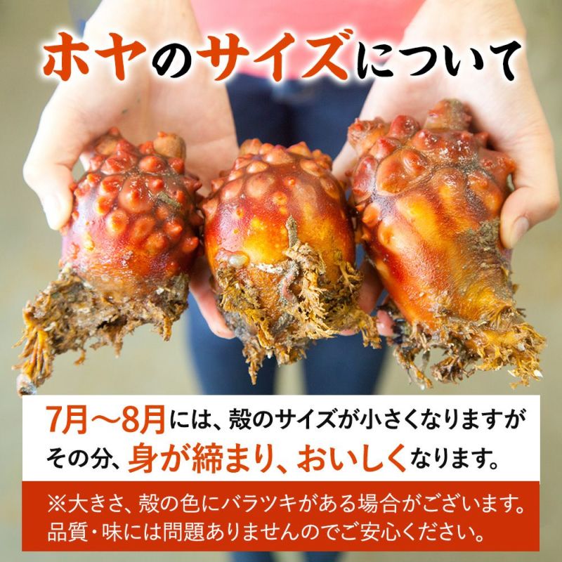 送料込み】三陸産 殻付生ほや ｜ホヤの通販なら山内鮮魚店