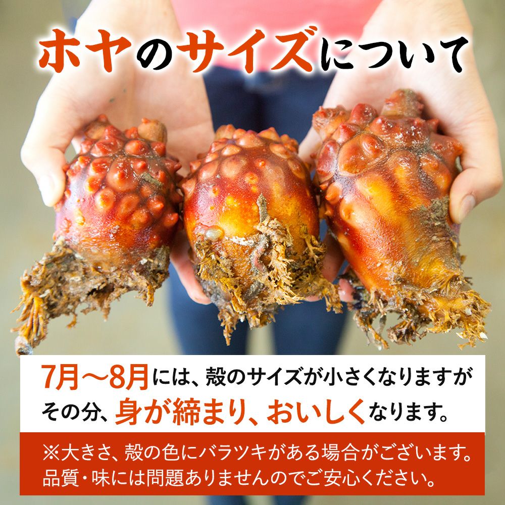三陸産　殻付き生ホヤ