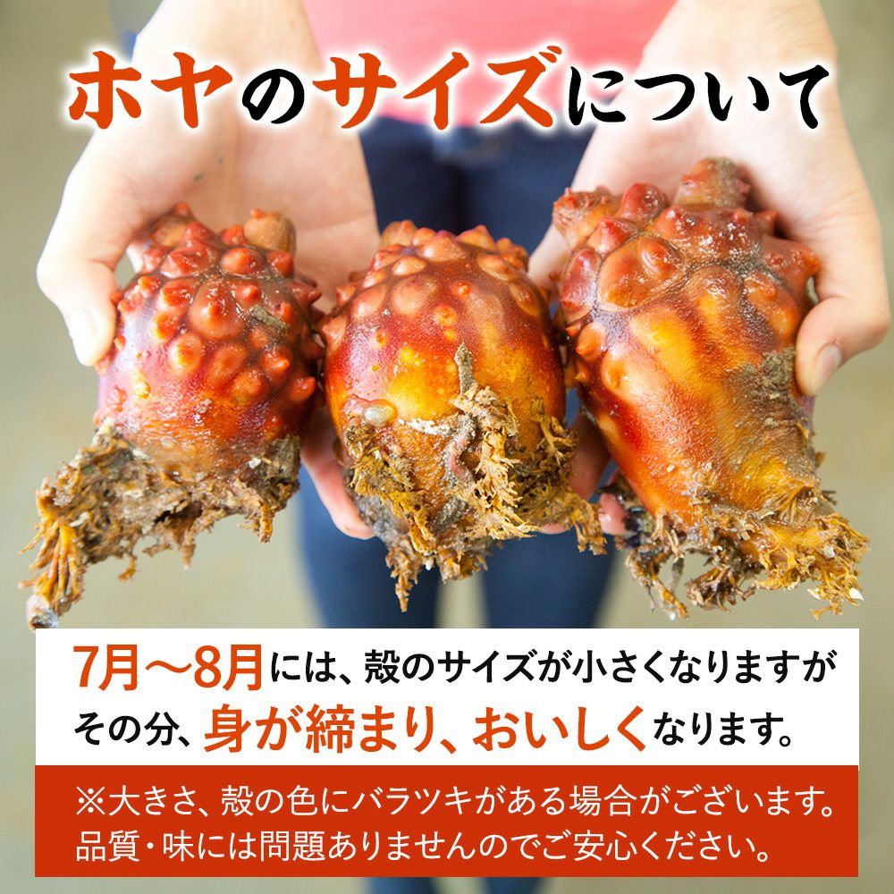 送料込み】三陸産 殻付生ほや ｜ホヤの通販なら山内鮮魚店