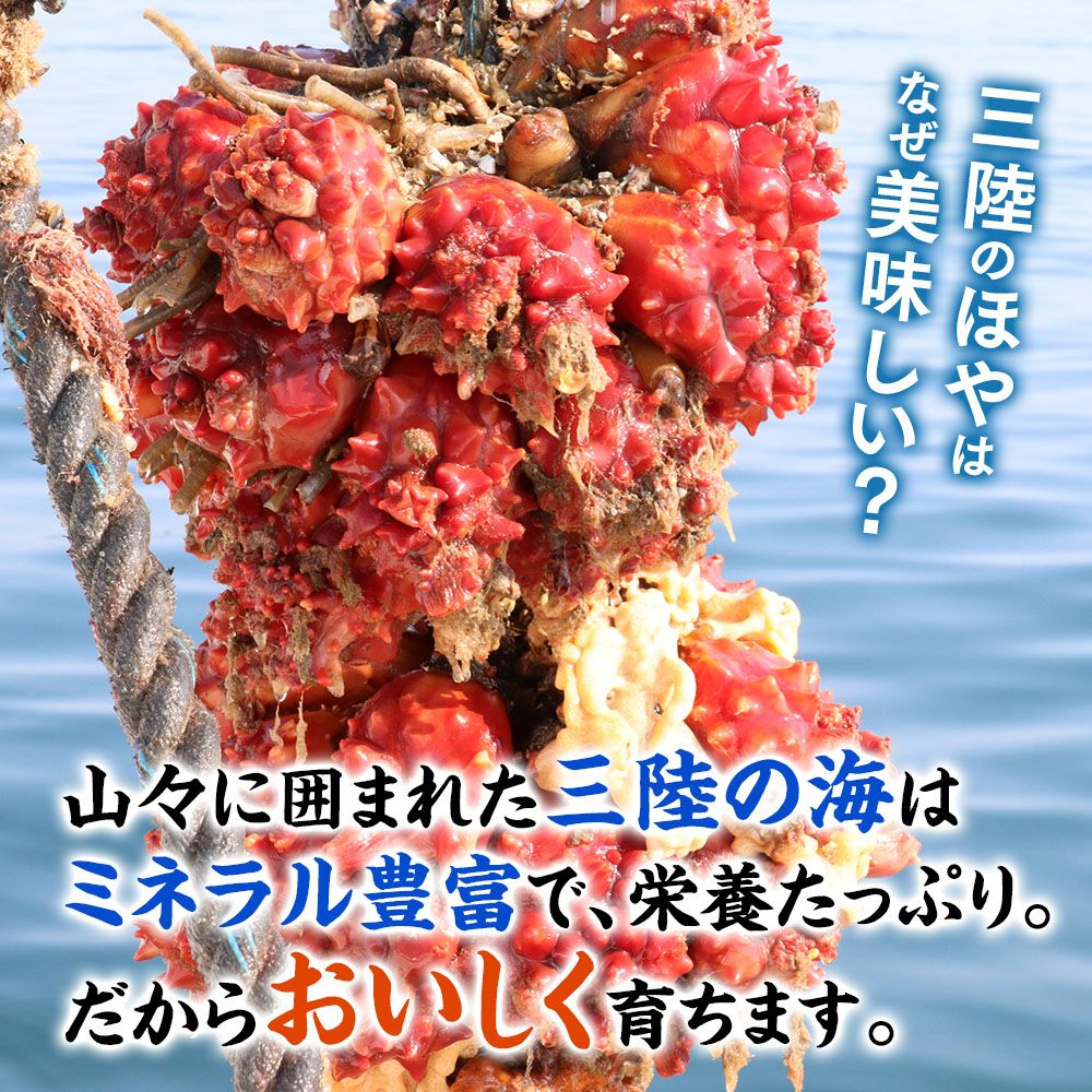 夏のほや