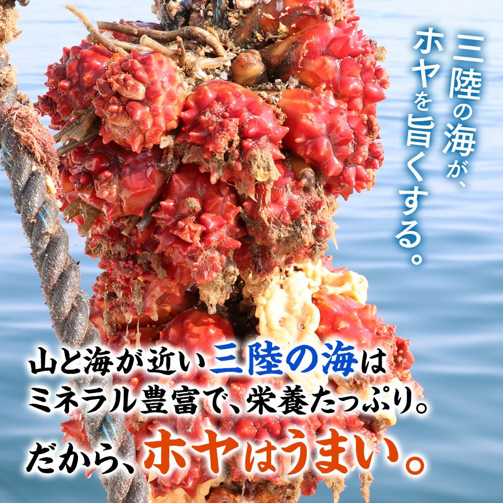 三陸産の冷凍お刺身ほや（カット済み）。ぷりっと肉厚で濃いうまみが魅力。