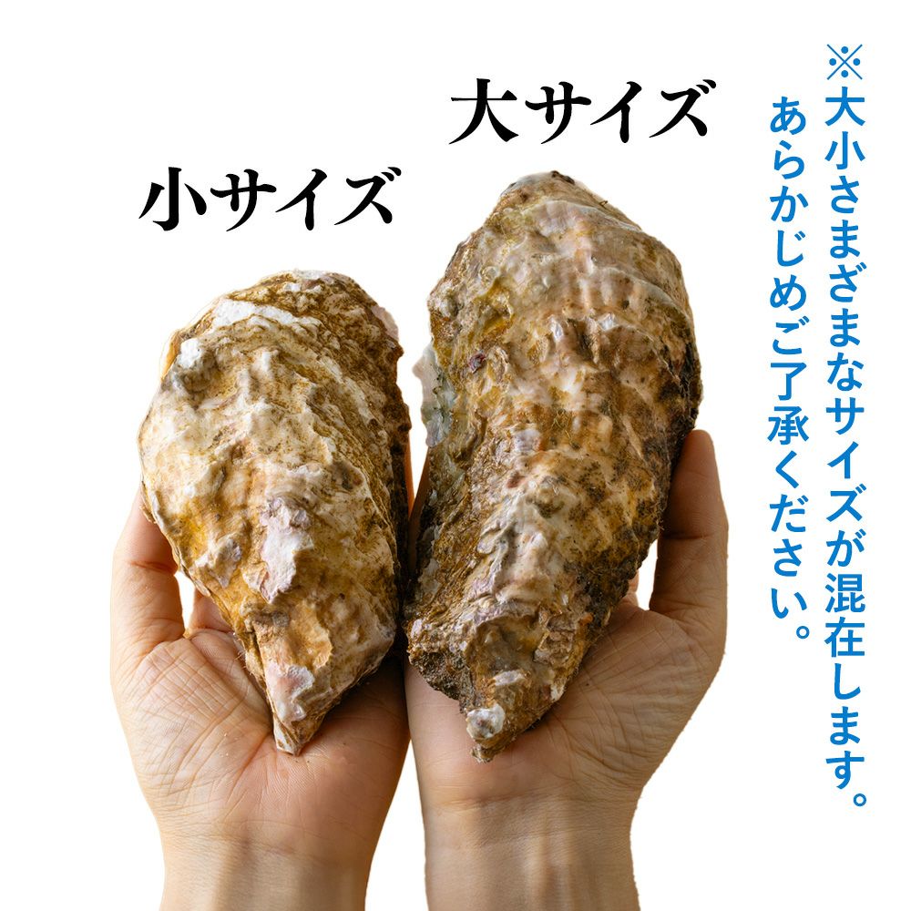 2～3年かけて育つ三陸の牡蠣